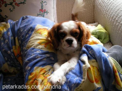 tarçın Erkek King Charles Spaniel