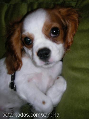 tarçın Erkek King Charles Spaniel