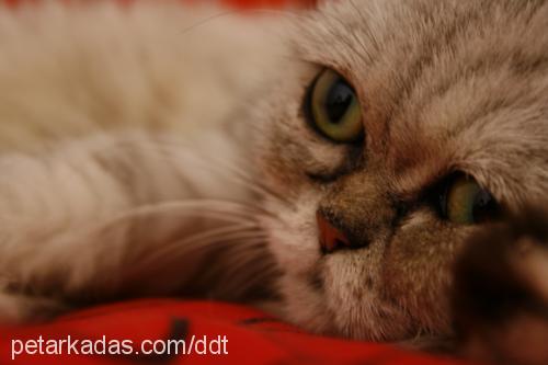 nimbus Dişi Exotic Shorthair