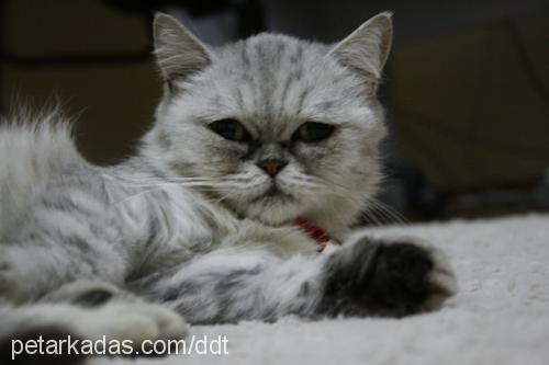 nimbus Dişi Exotic Shorthair