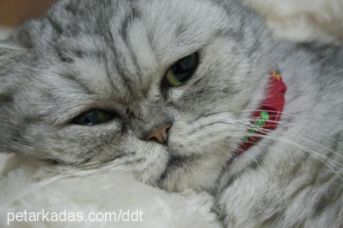 nimbus Dişi Exotic Shorthair