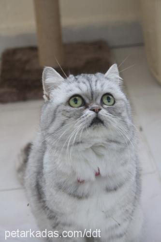 nimbus Dişi Exotic Shorthair