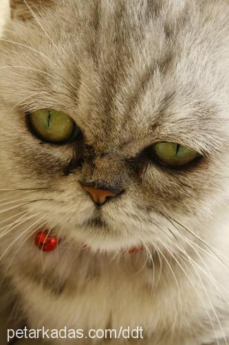 nimbus Dişi Exotic Shorthair