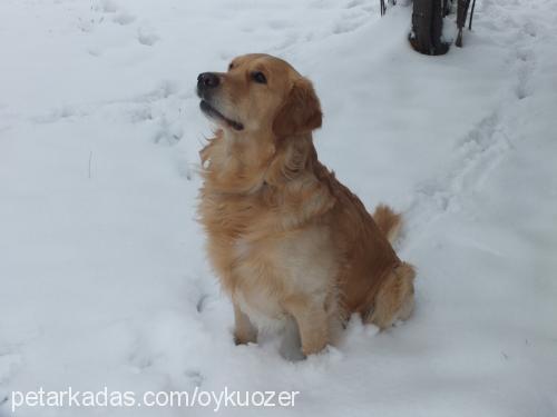 efe Erkek Golden Retriever