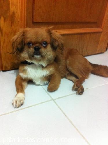 eros Erkek Pekingese