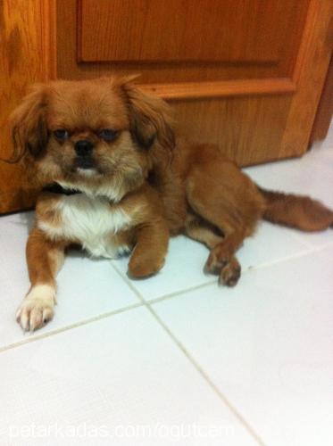 eros Erkek Pekingese