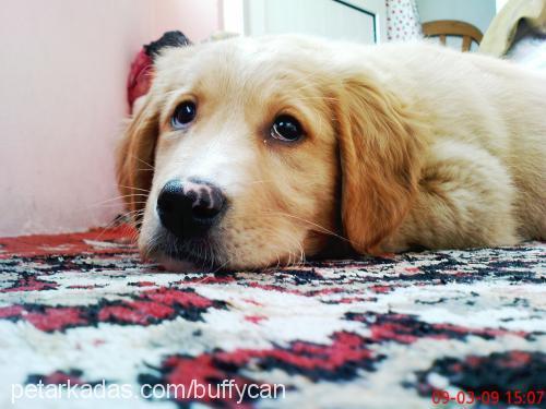 buffy Erkek Golden Retriever