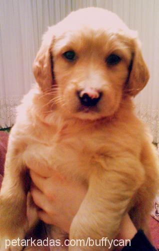 buffy Erkek Golden Retriever