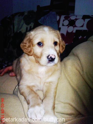 buffy Erkek Golden Retriever