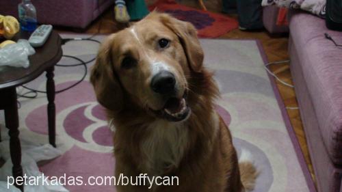 buffy Erkek Golden Retriever