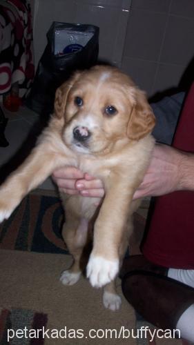 buffy Erkek Golden Retriever