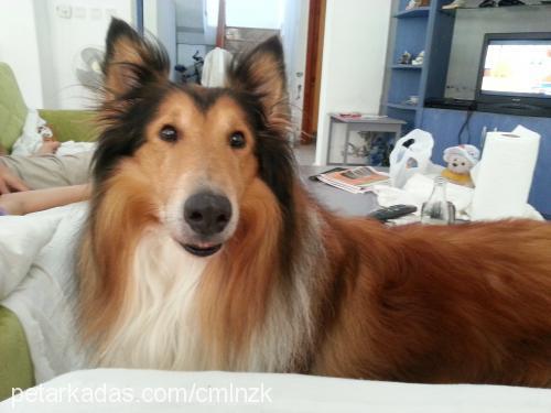 tobi Erkek Collie