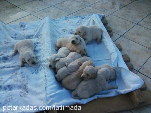 badem Dişi Golden Retriever