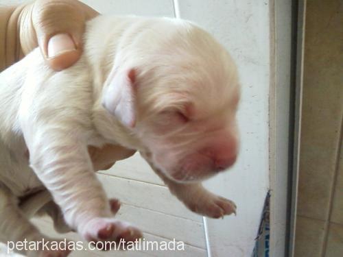 badem Dişi Golden Retriever