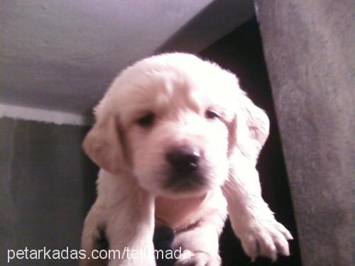 badem Dişi Golden Retriever