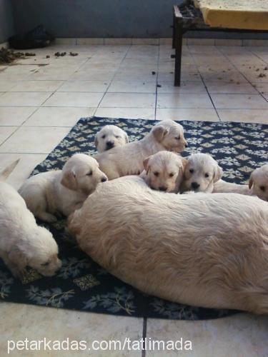 badem Dişi Golden Retriever