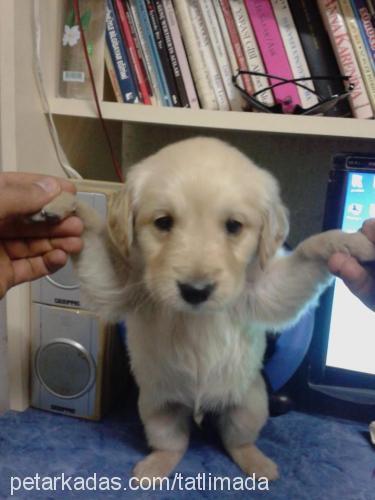 badem Dişi Golden Retriever