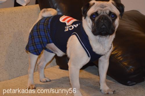 sunny56 Erkek Pug