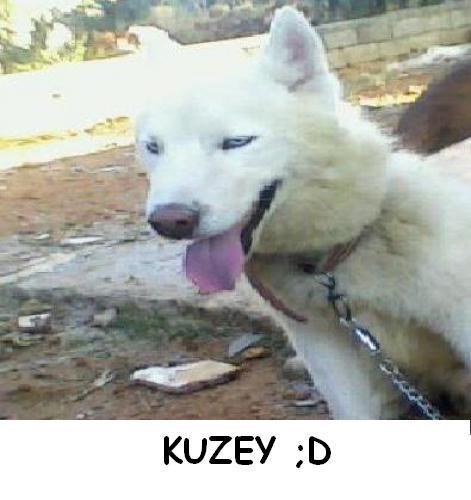 kuzey Erkek Sibirya Kurdu (Husky)