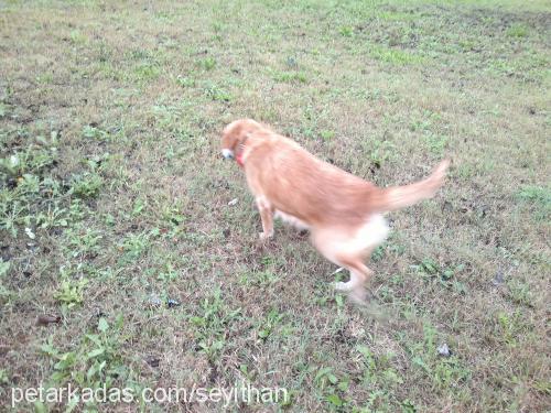 lucky Dişi Golden Retriever