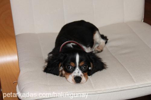 zeytin Erkek Cavalier King Charles Spanieli