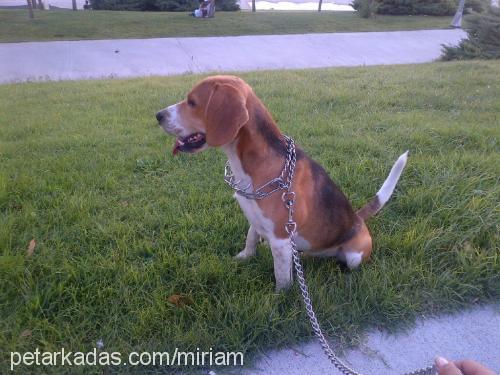 çapkın Erkek Beagle