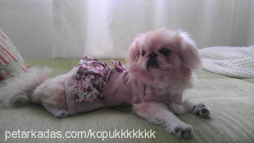 köpük Dişi Pekingese