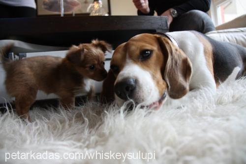 whiskeysulupi Erkek Beagle