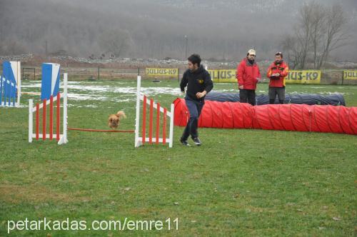 bebiş Dişi Pekingese