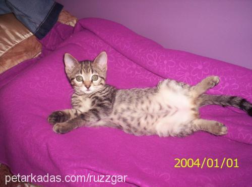 2012yilimahsull Erkek Tekir Kedi