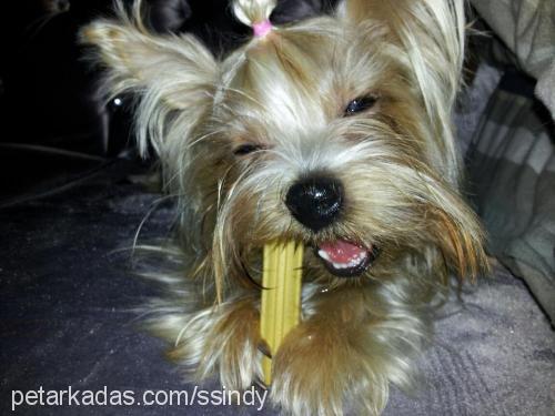 sindy Dişi Yorkshire Terrier