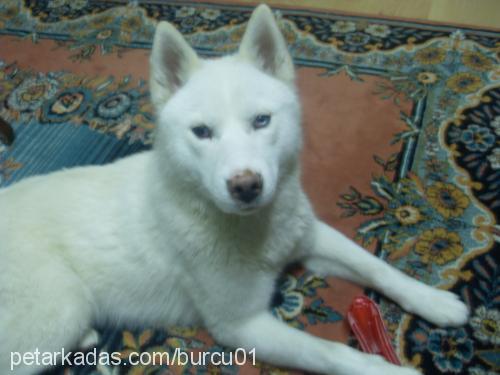 rush Erkek Sibirya Kurdu (Husky)