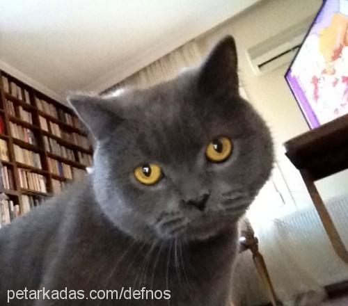 duman Erkek British Shorthair