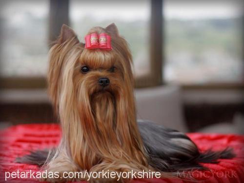 yorkie Dişi Yorkshire Terrier