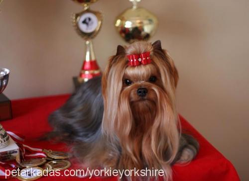 yorkie Dişi Yorkshire Terrier