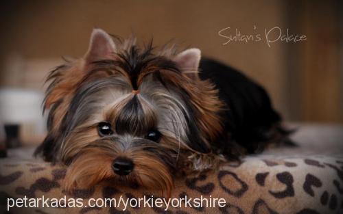 yorkie Dişi Yorkshire Terrier