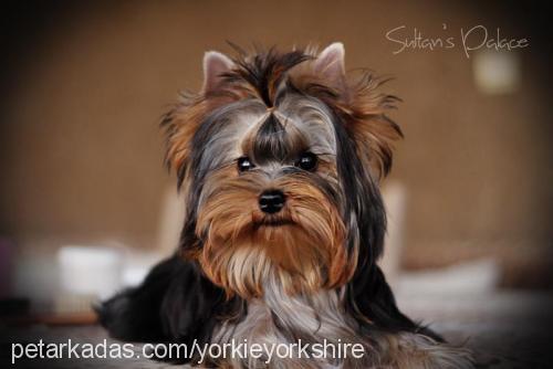 yorkie Dişi Yorkshire Terrier