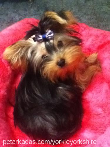 yorkie Dişi Yorkshire Terrier