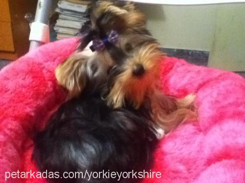 yorkie Dişi Yorkshire Terrier