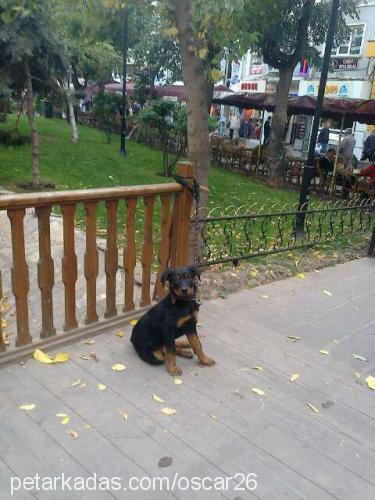 nova Dişi Rottweiler