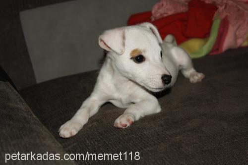 arthur Erkek Jack Russell Terrier