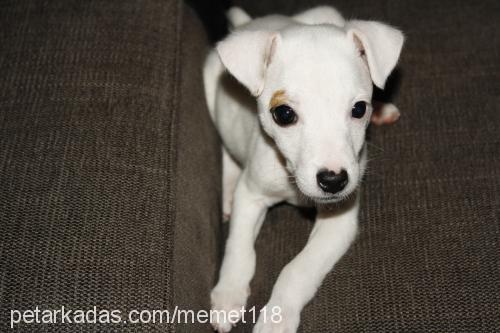 arthur Erkek Jack Russell Terrier