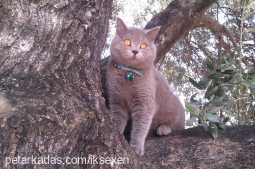 miyo Erkek British Shorthair