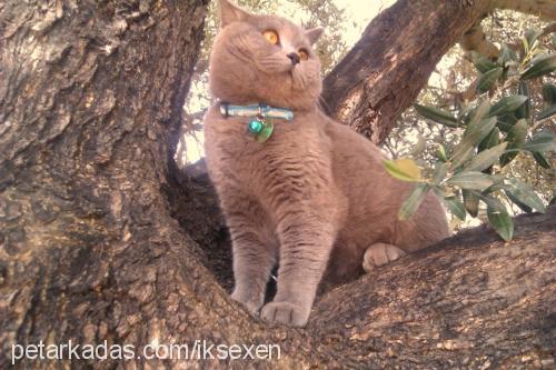 miyo Erkek British Shorthair