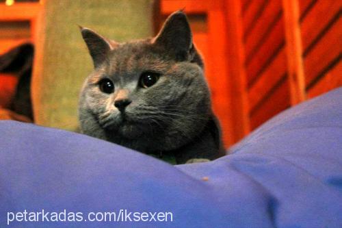 miyo Erkek British Shorthair