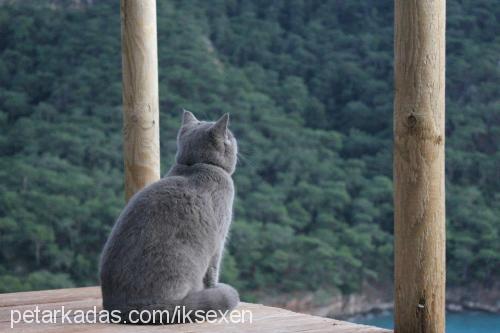 miyo Erkek British Shorthair