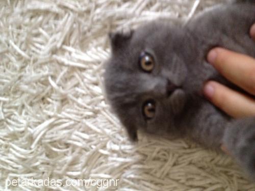 mırmır Dişi Scottish Fold