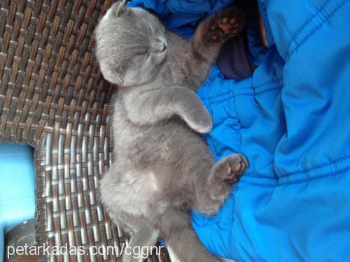 mırmır Dişi Scottish Fold