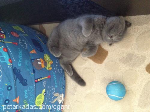 mırmır Dişi Scottish Fold