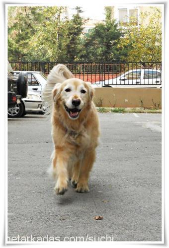 suchi Dişi Golden Retriever